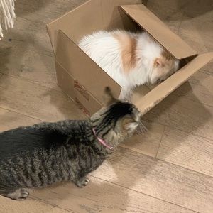 Meet your Posher, Rafael